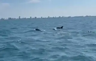 ¿Qué hacía la manada de delfines que fue captada en Veracruz?