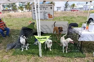 Ya hay cachorros en proceso de adopción de la fundación 