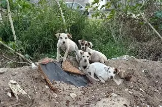 Rescatan a cuatro cachorros abandonados en terreno baldío en Boca del Río