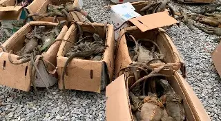Rescatan en Oaxaca a casi 200 iguanas traficadas desde Veracruz 