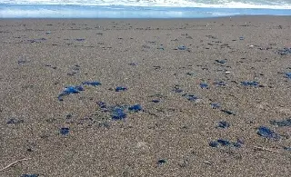 UV participará en observatorio ambiental por derrame de petróleo en Golfo de México