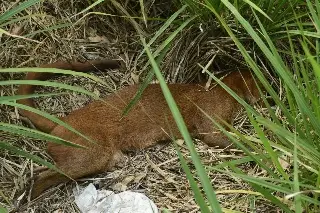 Esto se sabe de jaguarundi hallado sin vida en Medellín de Bravo