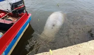 Hallan otro manatí muerto en Coatzacoalcos; suman tres