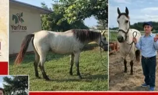 Buscan a 'Luna', yegua que ayuda a niños en sus terapias en Veracruz; fue robada 