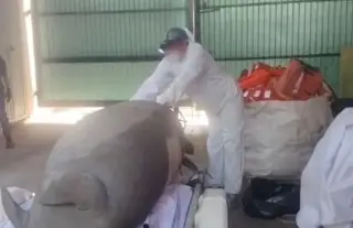 Revelan causa de muerte de manatí hallado en río al sur de Veracruz; pesaba 500 kilos