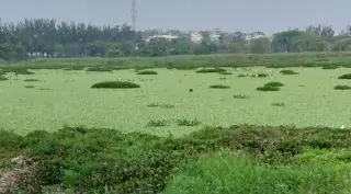 Vecinos de la Laguna de Lagartos se organizan para rescatarla; exigen atención de autoridades