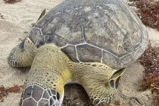 Hallan tortuga lora muerta en el sur de Veracruz; investigan causa