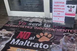 Buscan crear registro público de personas con antecedentes de maltrato animal en Veracruz