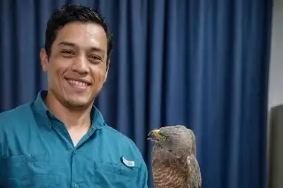 Rescatan a gavilán atrapado en edificio del Centro de Veracruz