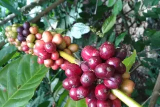 ¿Se podría cultivar café al espacio? Esto dice la ciencia 
