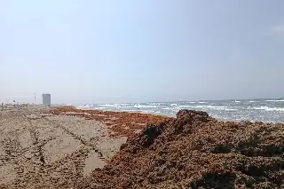Sargazo llega a playas al sur de Veracruz; realizan monitoreo 