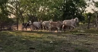 Confirman casos de gusano barrenador en el municipio de Veracruz