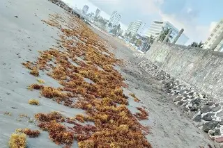 Reportan acumulación de sargazo en playas de Boca del Río 