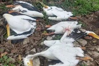 Reportan muerte repentina de 5 pelícanos en Atoyac, Veracruz ¿Cuál fue la causa?