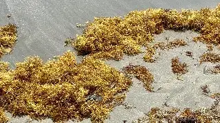 Empieza a llegar cerca del malecón de Veracruz
