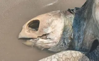 Hallan tortuga marina sin vida en playa de Cazones, Veracruz 