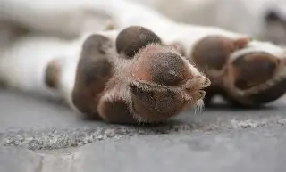 Esta senadora admitió sacrificio de más de 10 mil perros y gatos