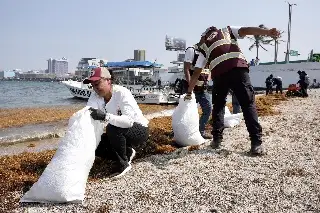Retiran varias toneladas de sargazo en playas de Veracruz; checa la cantidad 