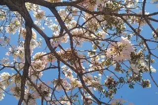 Sembrarán 900 árboles de roble en Veracruz