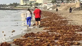Sigue llegando sargazo a Boca del Río