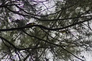 Se retira biólogo que creó cortinas rompeviento contra nortes en Veracruz