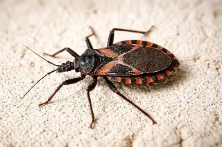 Cuidado: te pica y lo olvidas… pero años después podría afectarte