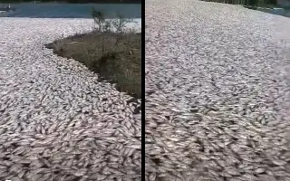 Conagua informa qué causó muerte masiva de peces en Veracruz y Tamaulipas