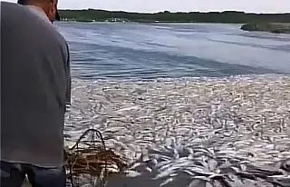 Conagua revela qué provocó la mortandad de peces en el norte de Veracruz 