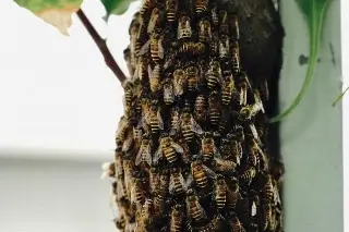 ¿Encontraste un panal de abejas? Esto es lo que debes hacer