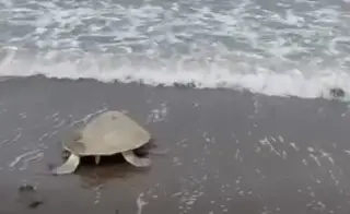 Tortuga desova en playa de Chachalacas, Veracruz
