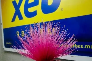 No solo el roble también otros árboles embellecen Veracruz con sus flores, ¿cuáles son tus favoritas?