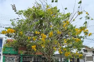 Este es el árbol que también está floreando esta primavera y embellece Veracruz