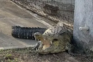 Se le antojó dar un paseo: En Tuxpan capturan a cocodrilo en la vía pública