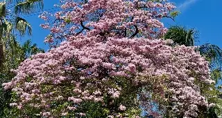 Así puedes conseguir una mata de roble en Veracruz; donan ejemplares en vivero de Asipona