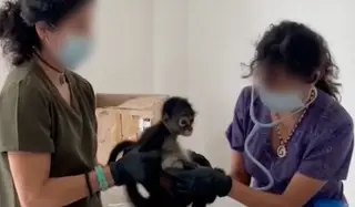 Profepa investiga tráfico de aves y monos en 2 municipios de Veracruz 