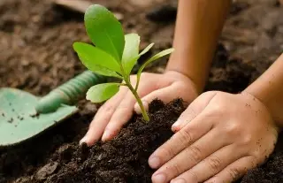 ¿Qué árboles sí y cuáles no sembrar en Veracruz?