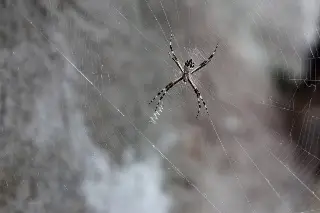 Suman 31 casos de mordedura de araña en lo que va del año en Veracruz