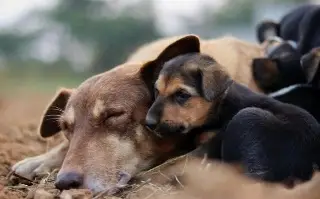 Preocupa proliferación de casos de gusano barrenador en perros callejeros en Veracruz