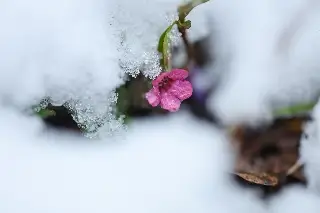 Intensa e inusual nevada cubre Moscú en plena primavera