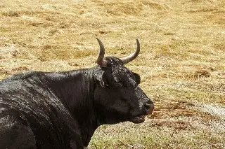 Exigen sanción por matar toro durante Feria de Atzacan 2026