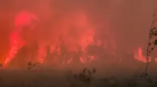 Incendios en Georgia y Florida arrasan más de 30 mil hectáreas de bosques y pastizales (VIDEO)