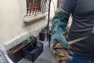 Rescatan ave en la zona centro de la ciudad de Veracruz 