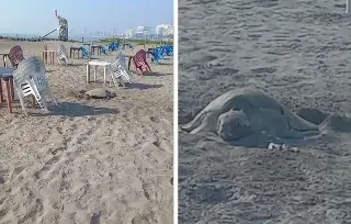Captan tortuga desovando en playa de Boca del Río