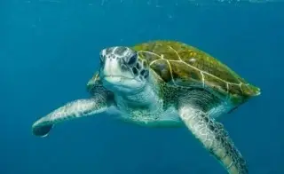 ¿Qué hacer si detectas una tortuga desovando en playas de Veracruz?