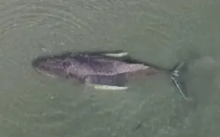 Liberan a ballena que quedó varada en costas de Alemania desde inicios marzo