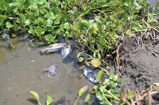 Atiende Ayuntamiento de Veracruz reporte por mortandad de peces en laguna Tarimoya