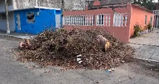 Vecinos solicitan retirar un árbol caído en colonia de Veracruz 