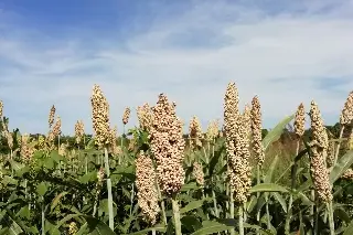 ¿Qué es el cultivo de sorgo y cuáles son sus características? 