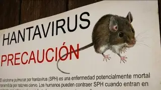 Chile registra 39 casos humanos de hantavirus en lo que va de 2026; aumentó la letalidad