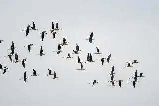 Veracruz, ruta clave para millones de aves migratorias